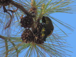 Image of Black-headed Siskin