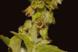 Image of Ocimum gratissimum subsp. gratissimum