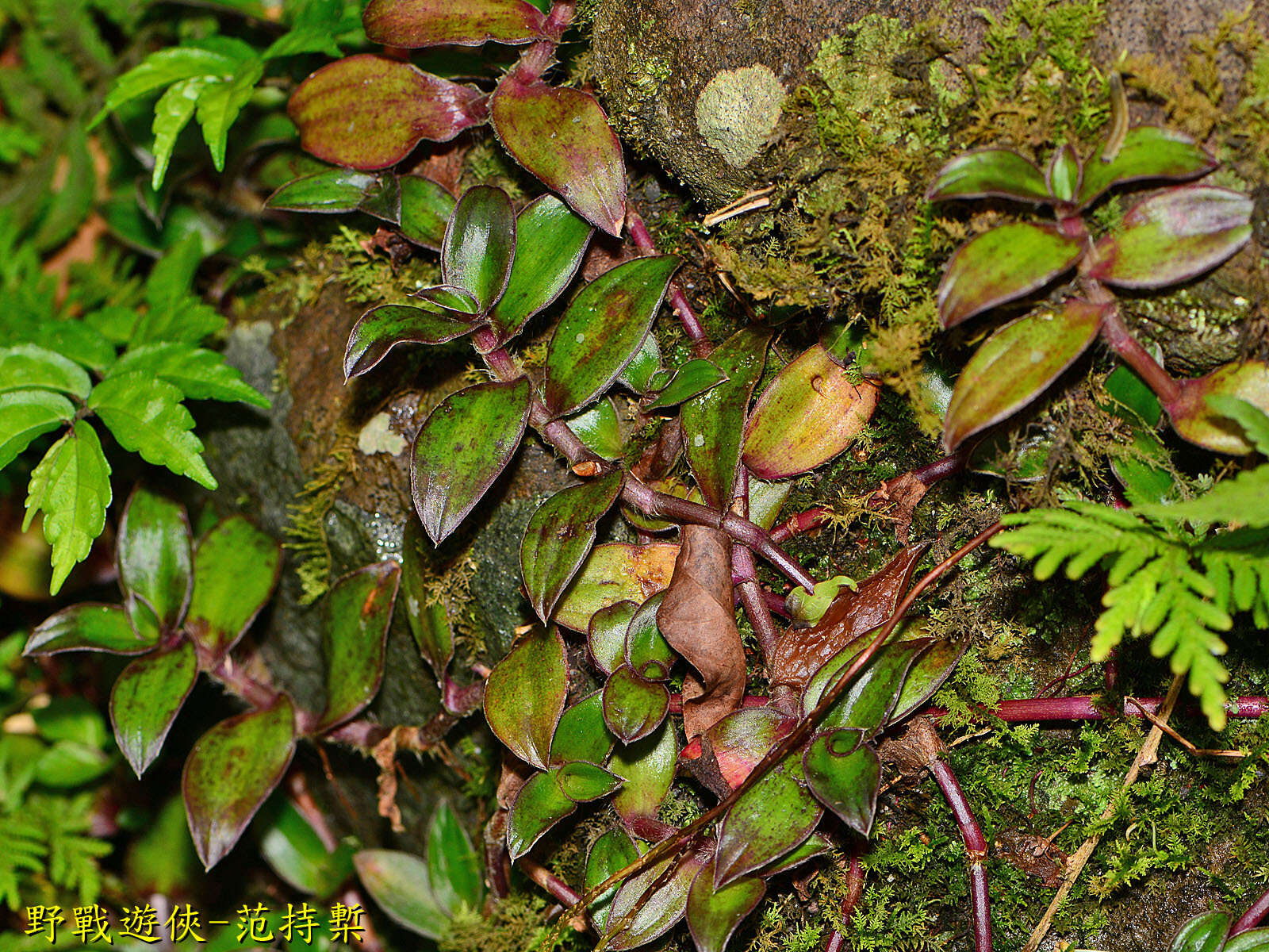 Image of Belosynapsis ciliata (Blume) R. S. Rao