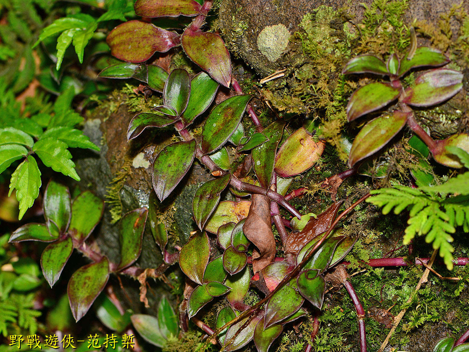 Image de Belosynapsis ciliata (Blume) R. S. Rao