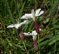 Слика од Dianthus cretaceus Adams