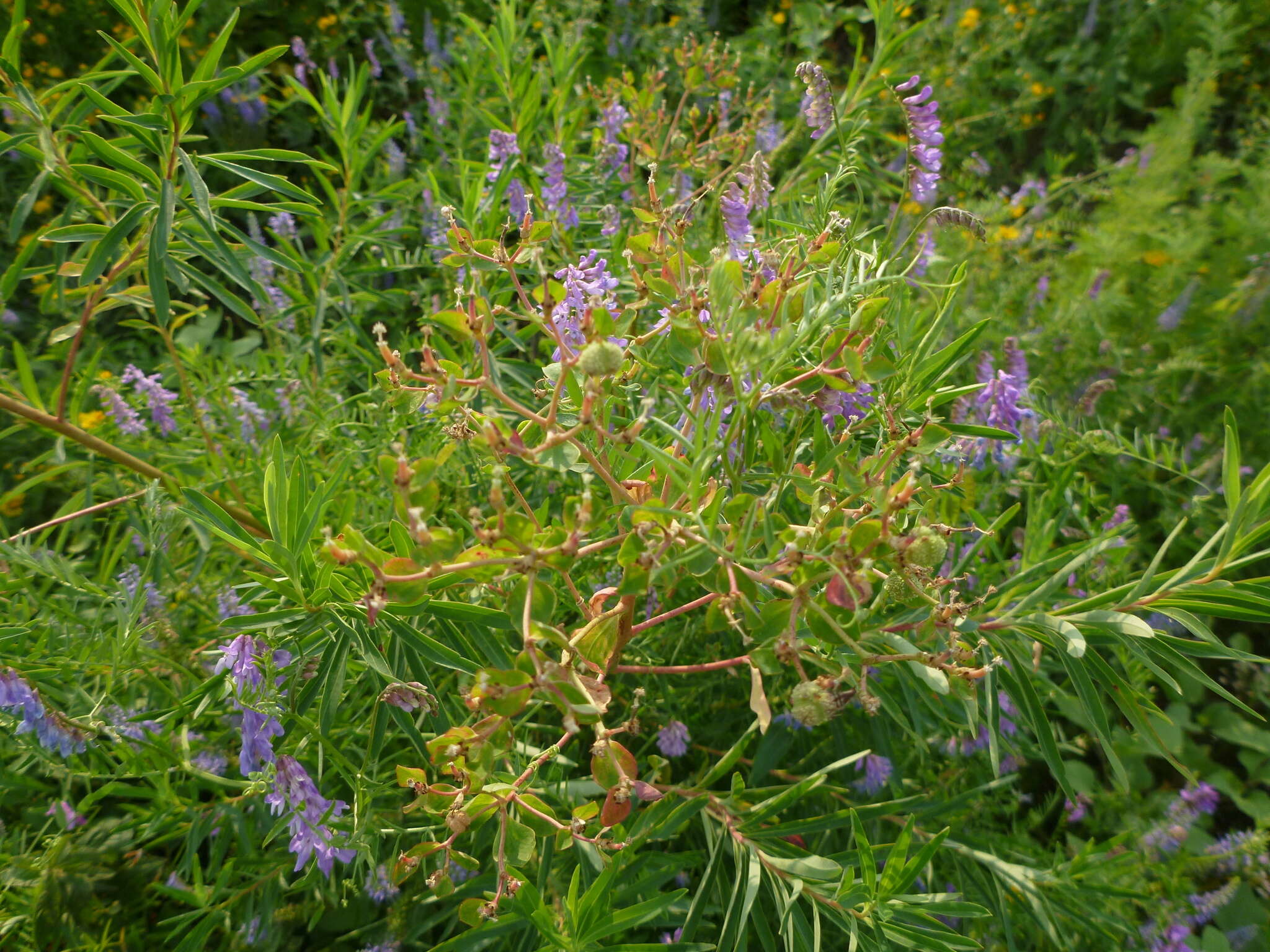 Image of Marsh Spurge