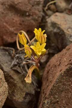 Image of Triteleia piutensis Kentner & K. E. Steiner