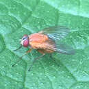 Image of Dichaetomyia norrisi Pont 1967