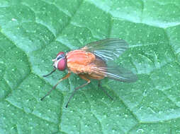 Image of Dichaetomyia norrisi Pont 1967