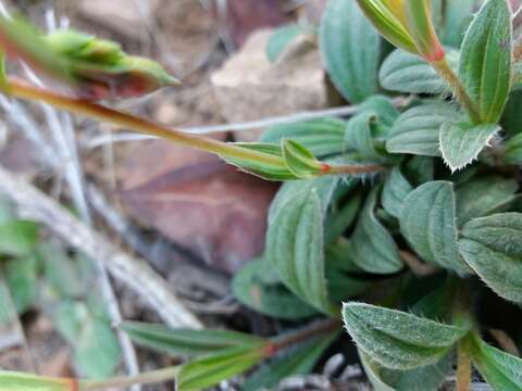 Image of Tuberaria lignosa (Sweet) Samp.