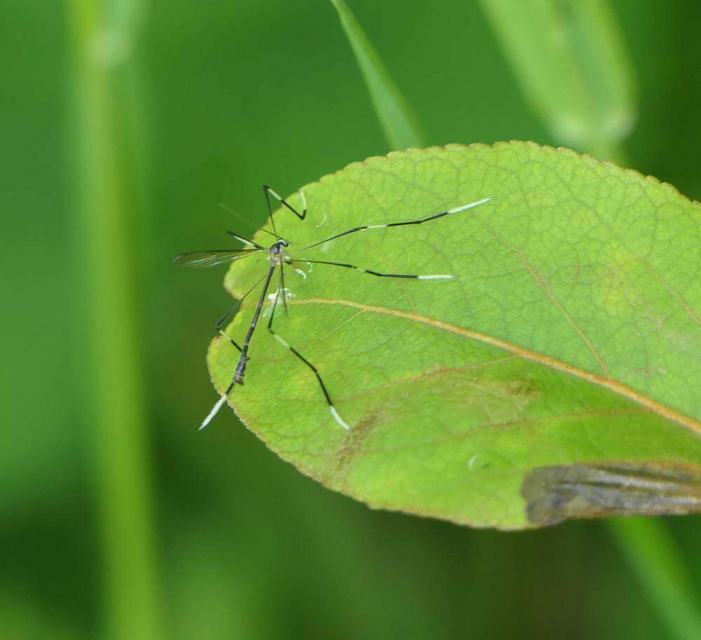 Image de Bittacomorphella jonesi (Johnson 1905)