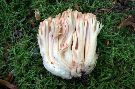 Image of Cauliflower coral