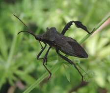 Image of Florida leaf-footed bug