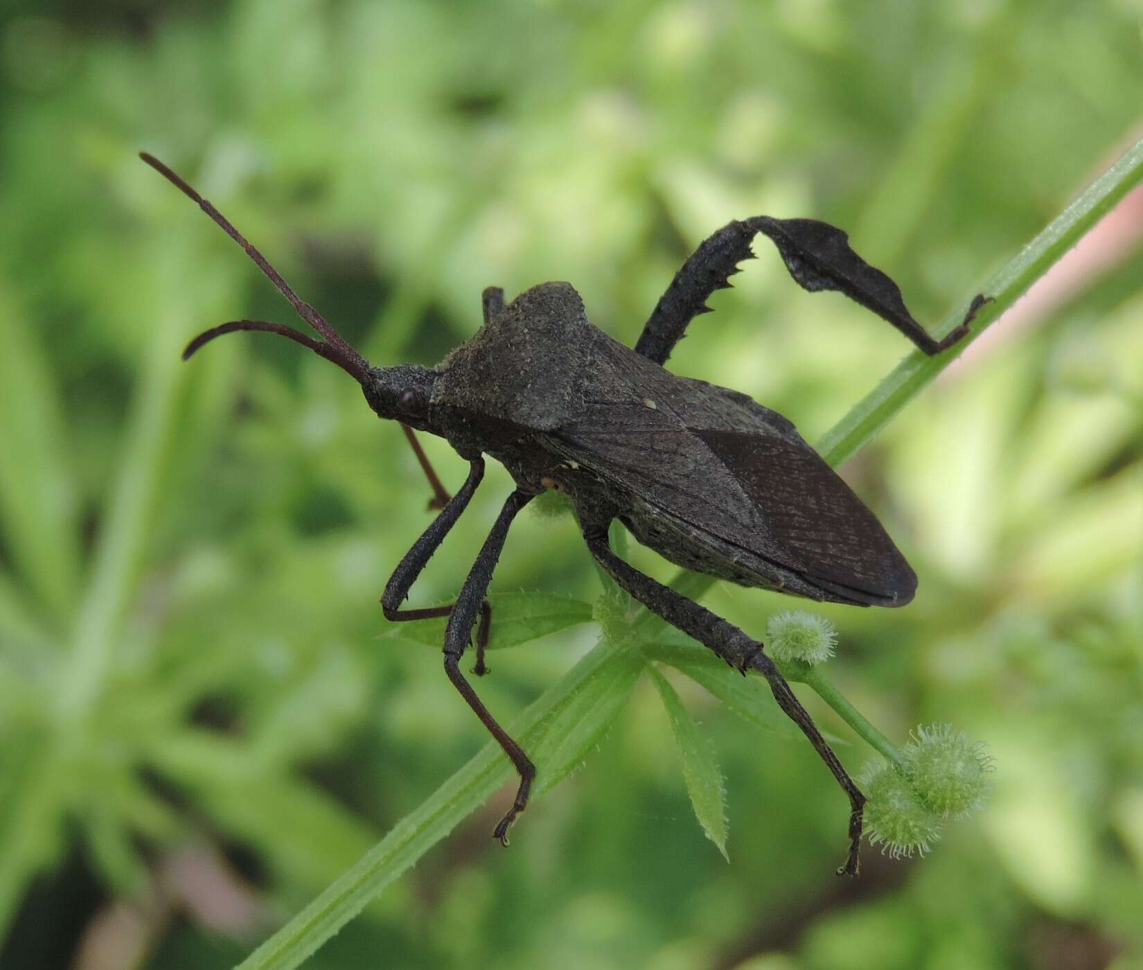 Image of Florida leaf-footed bug