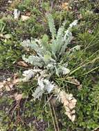 Image of blue nodding locoweed