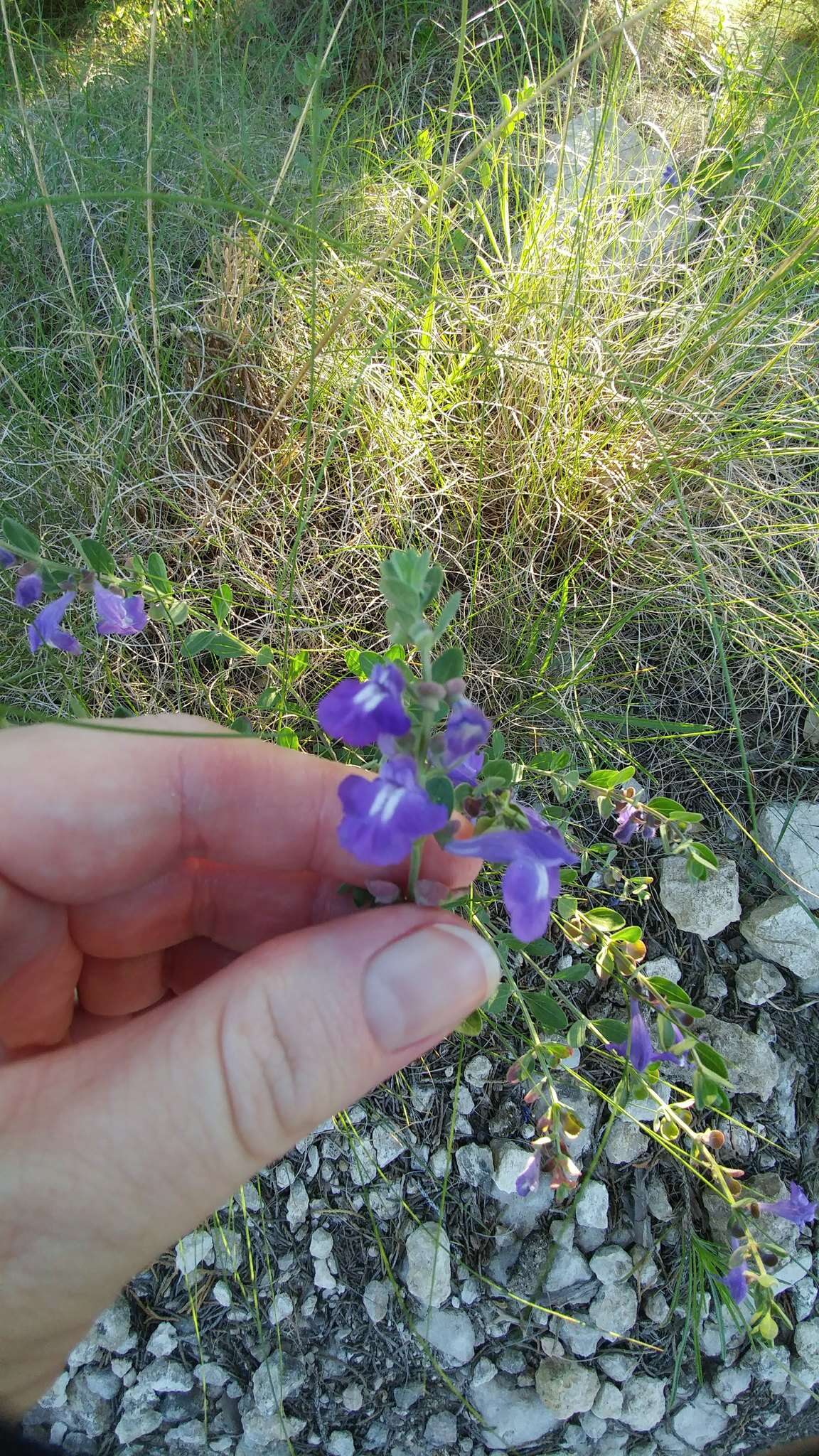 Image de Scutellaria wrightii A. Gray