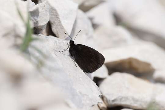 Image of Larche Ringlet