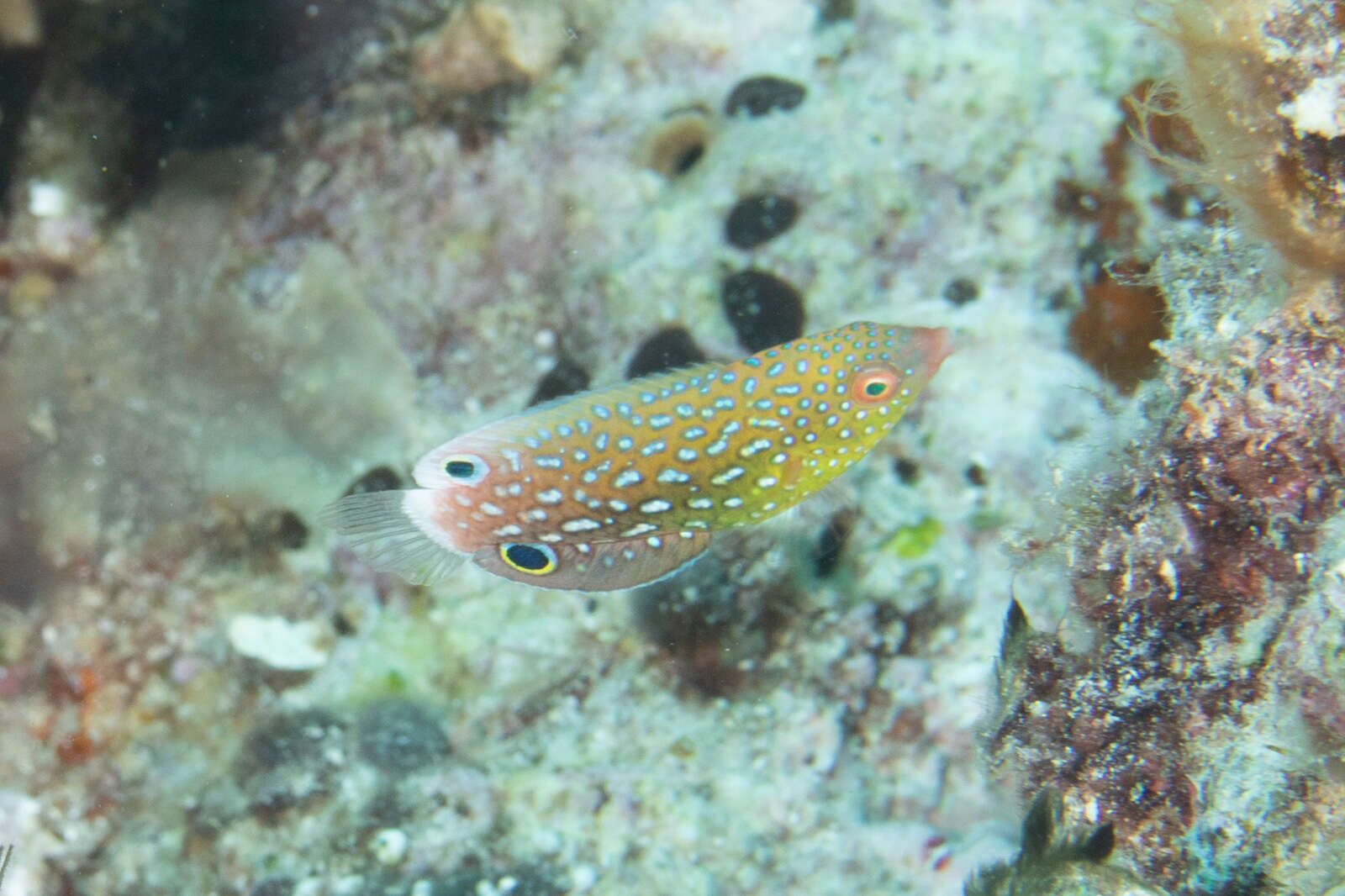 Image of Twister Wrasse