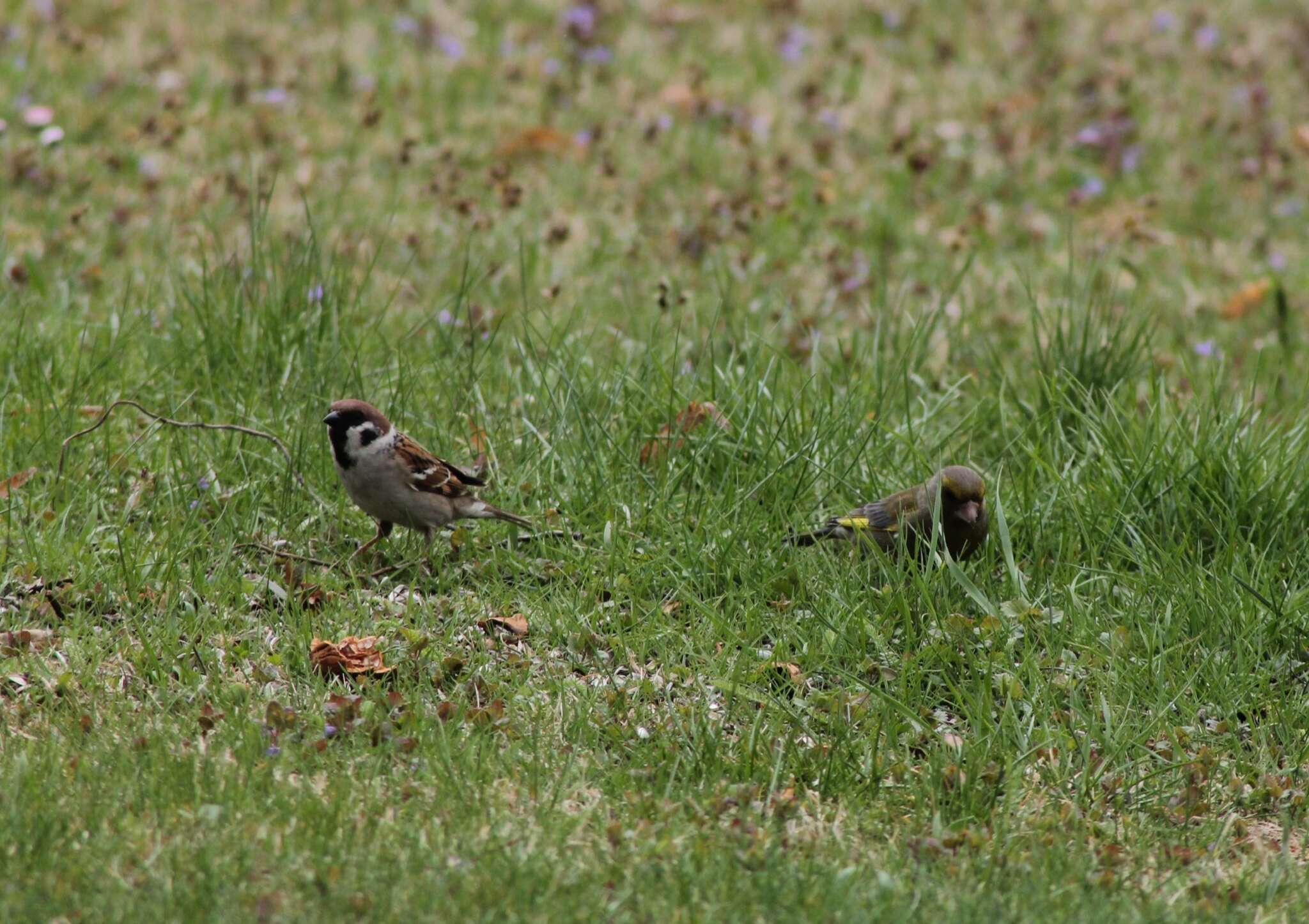 Image of Passer montanus montanus (Linnaeus 1758)