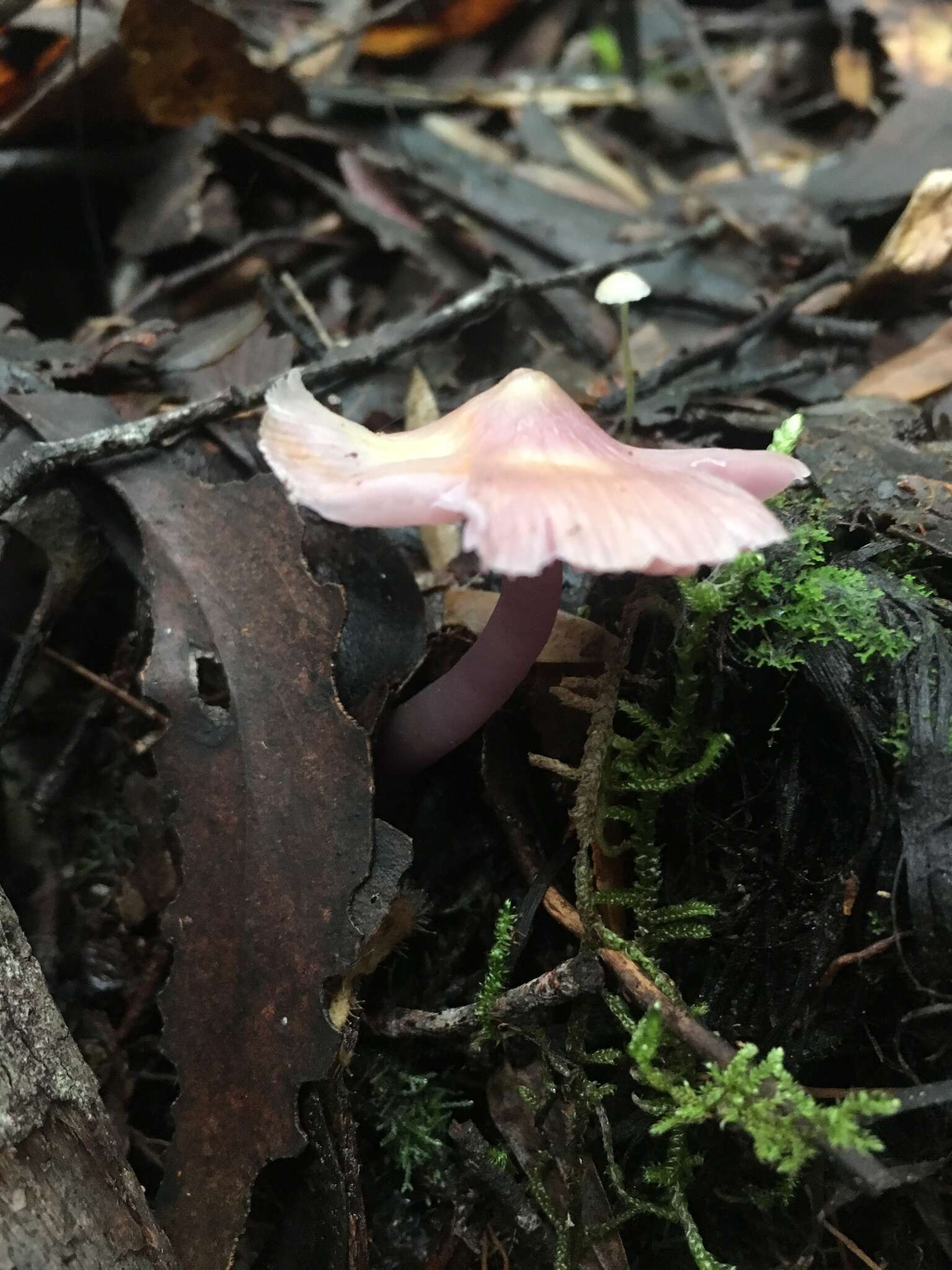 Sivun Porpolomopsis lewelliniae (Kalchbr.) Lodge, Padamsee & S. A. Cantrell 2013 kuva