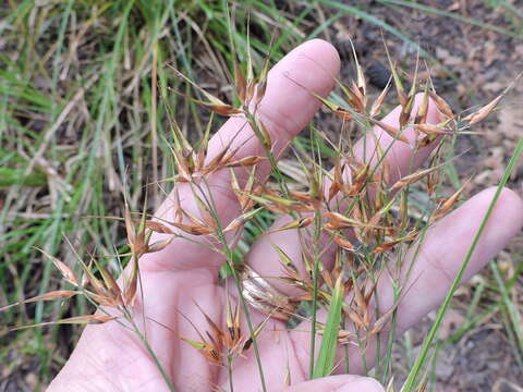 Image of Short-Bristle Horned Beak Sedge