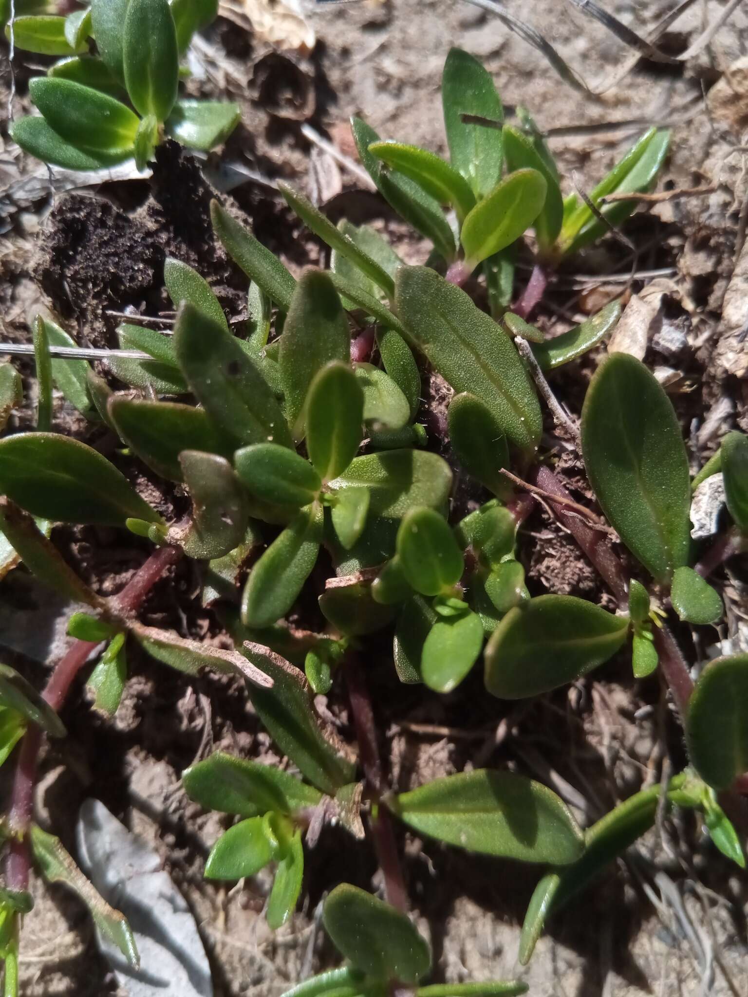 Image of Pentanisia veronicoides (Baker) K. Schum.