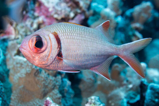 Image of Epaulette soldierfish