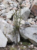 Image of Berberis sibirica Pall.