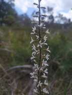 Image of Stylidium carnosum Benth.