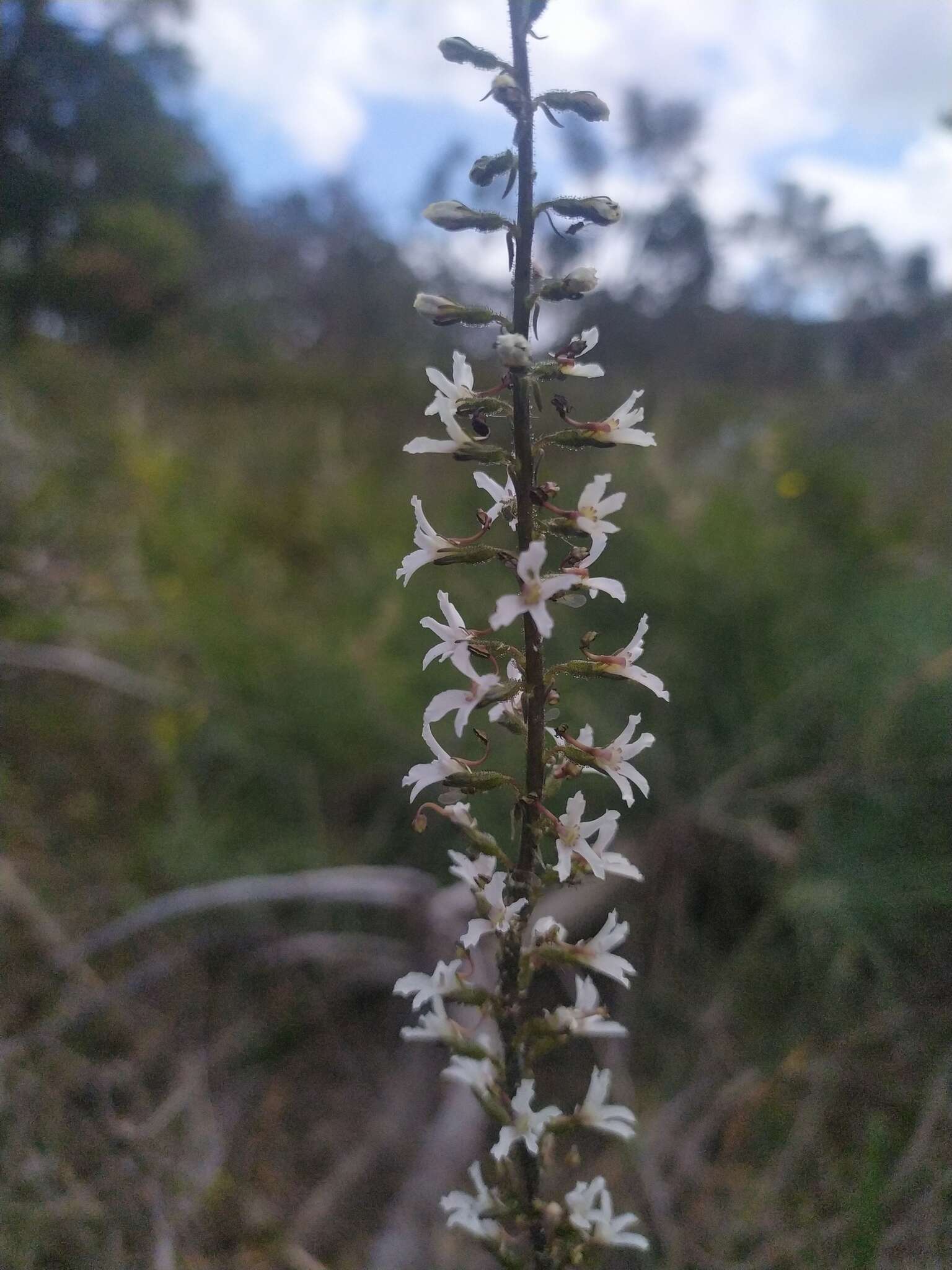 Image of Stylidium carnosum Benth.