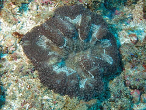 Image of Large single polyp coral