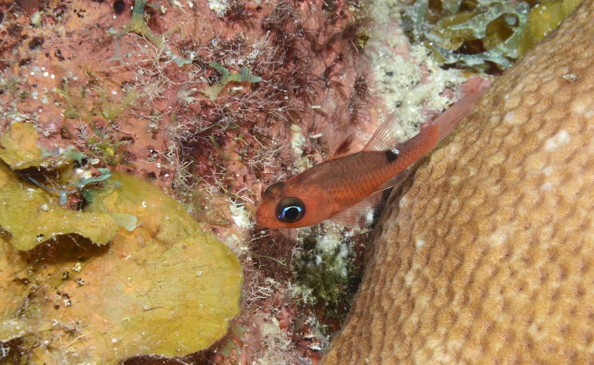 Image of Whitestar Cardinalfish