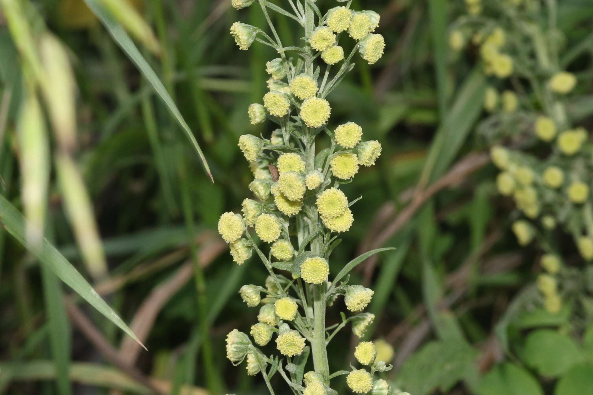 صورة Artemisia franserioides Greene