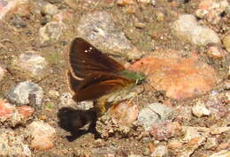 Image of Russet Skipperling