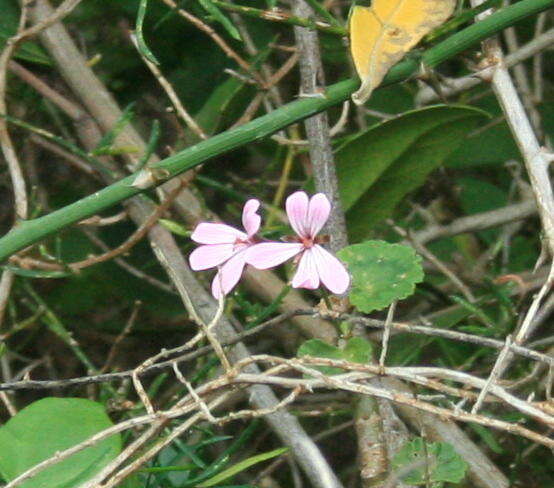 Image of horseshoe geranium