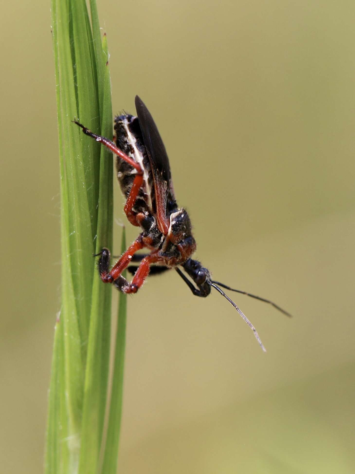 Image of Apiomerus floridensis Berniker & Szerlip ex Berniker et al. 2011