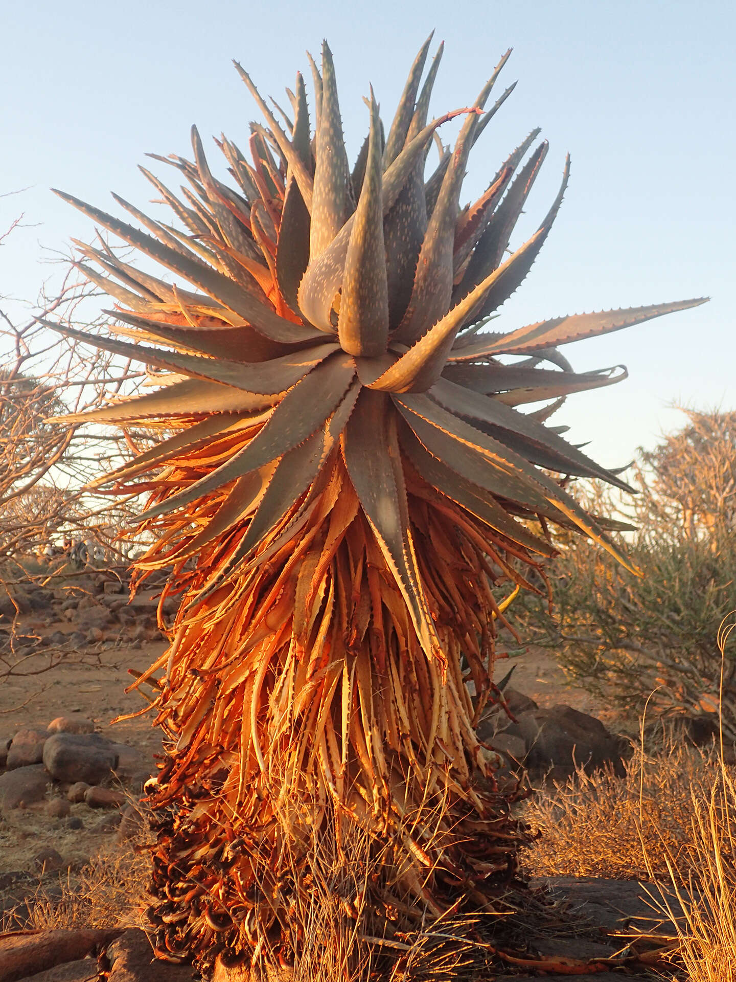 Aloe littoralis Baker resmi