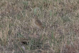 Anthus spragueii (Audubon 1844) resmi