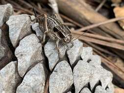 Sivun Pycnogaster (Bradygaster) sanchezgomezi subsp. constricta Bolívar & I. 1926 kuva