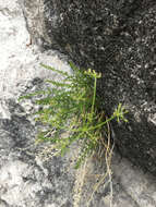 Image of Rocky Mountain Indian parsley