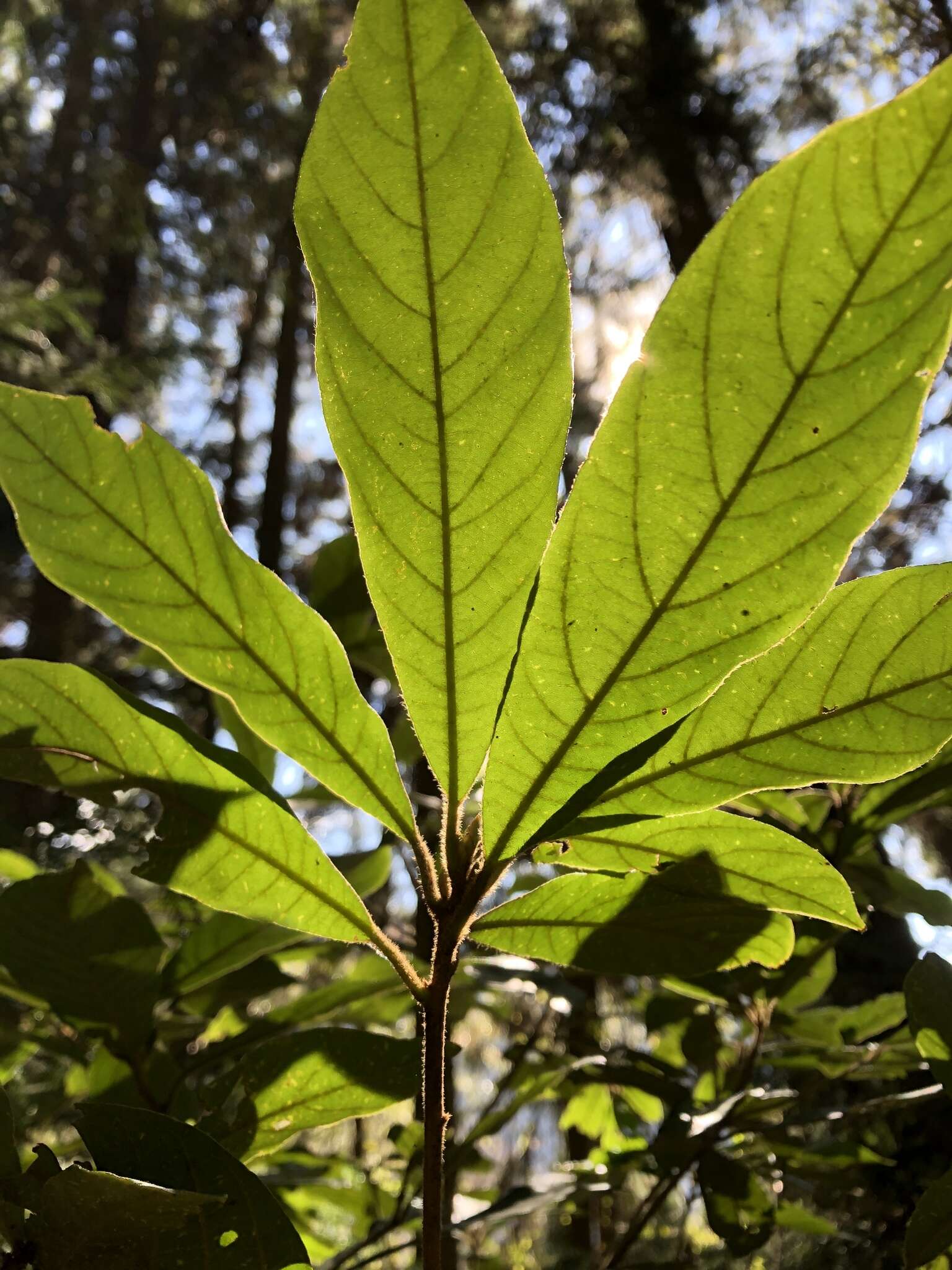 Actinodaphne mushaensis (Hayata) Hayata resmi