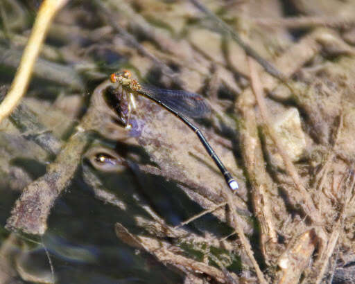 Image of Nesobasis rufostigma Donnelly 1990