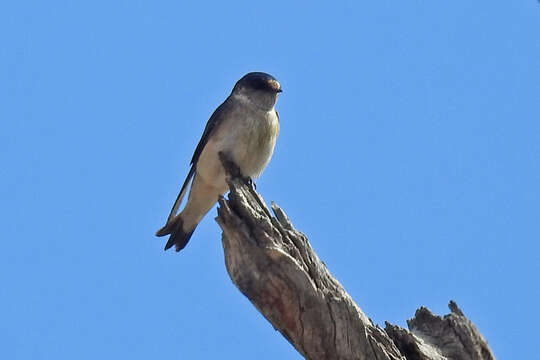 Petrochelidon nigricans (Vieillot 1817) resmi