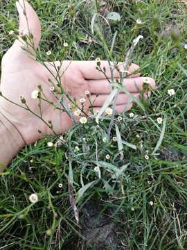 Image of Desert American-Aster