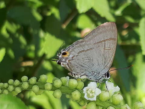 Слика од Hypolycaena erylus teatus Fruhstorfer 1912