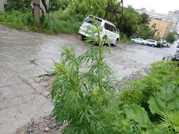 صورة Artemisia rubripes Nakai