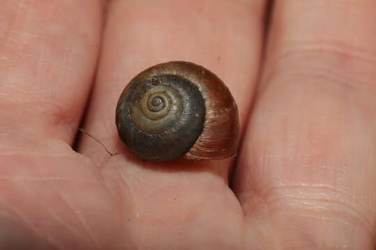 Image of Kentish gardensnail