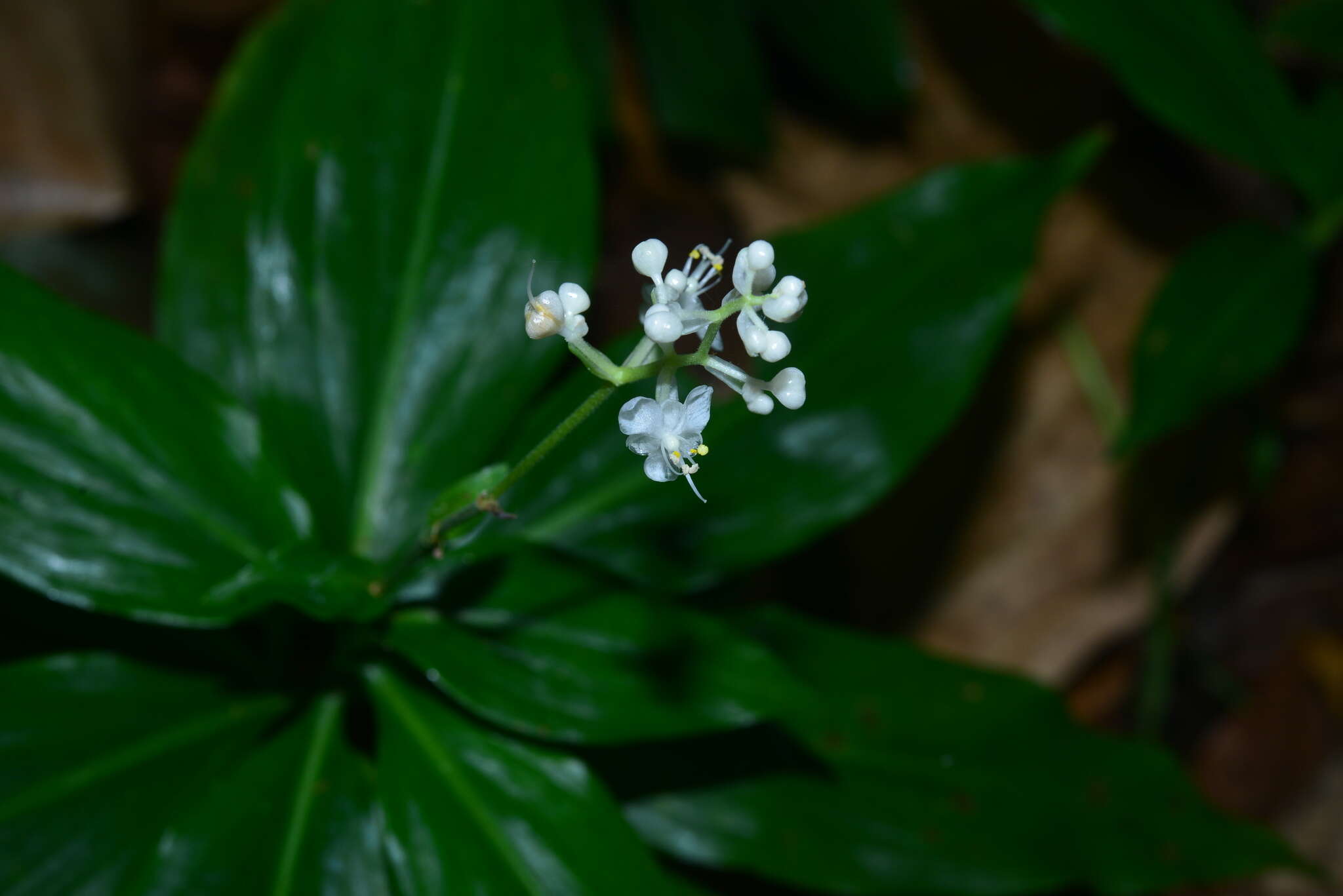 Image of Pollia secundiflora (Blume) Bakh. fil.