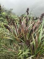 Image of Polynesian Twig-Rush