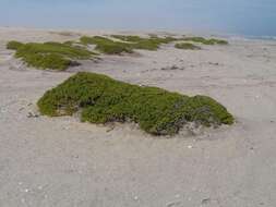 Image of Tetraena clavata (Schltr. & Diels) Beier & Thulin