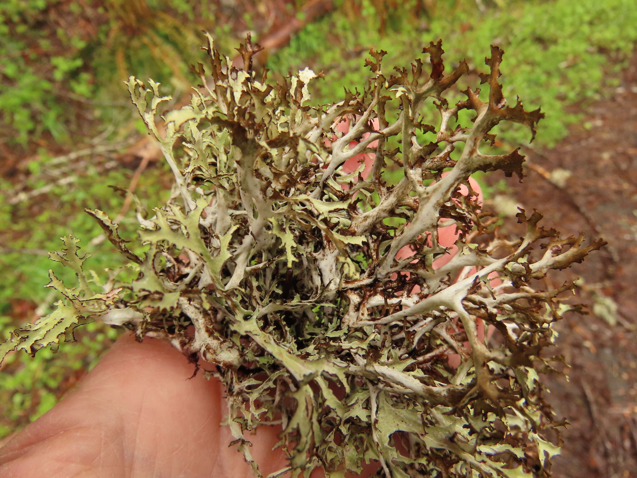 Image of ragged lichen