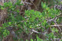 Image of Schinus engleri F. A. Barkley