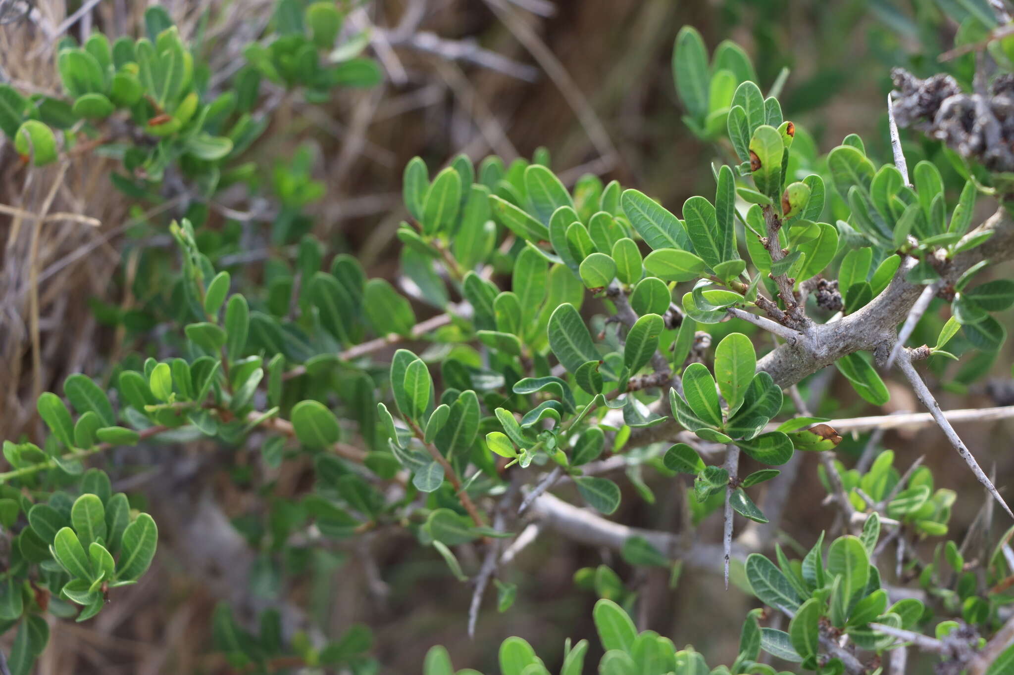 Image of Schinus engleri F. A. Barkley