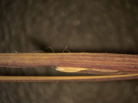 Image of puffsheath dropseed